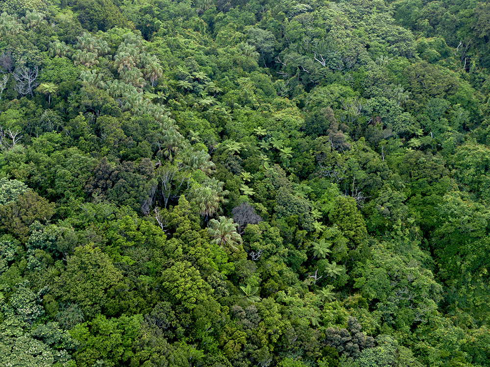 これは母なる抱擁か 優しい風と甘い空気に身を包まれ 僕は無防備になった 東京 Quot 真 Quot 宝島 東京都 母島 Onestory