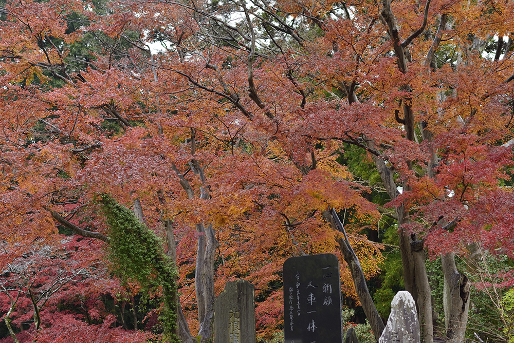 京王電鉄』で1時間足らず。錦繍の秋に包まれる、感動の高尾山へ