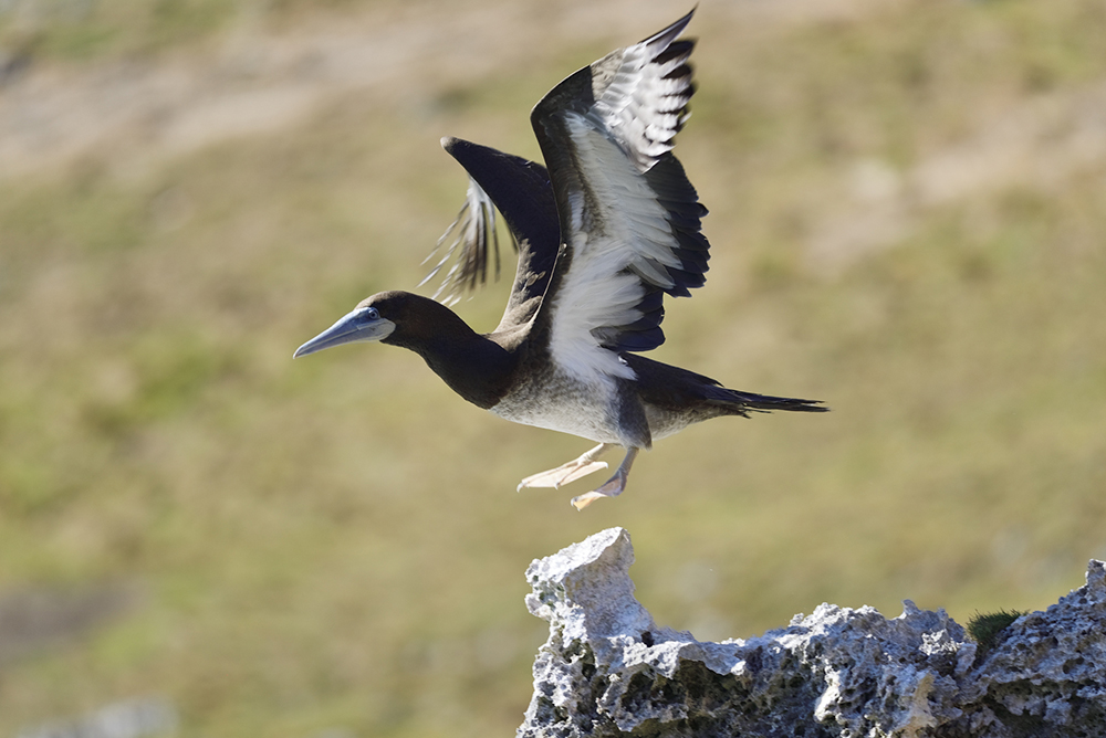 東京の離島 父島で楽しむ 絶景観光スポット Onestory