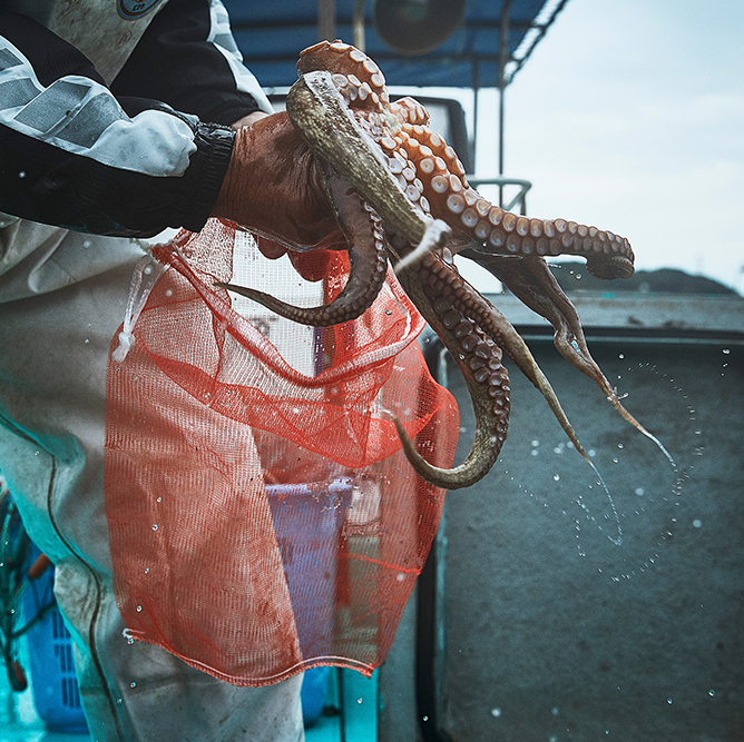 関門海峡でのタコ漁で、熟練の技に触れる。 | ONESTORY