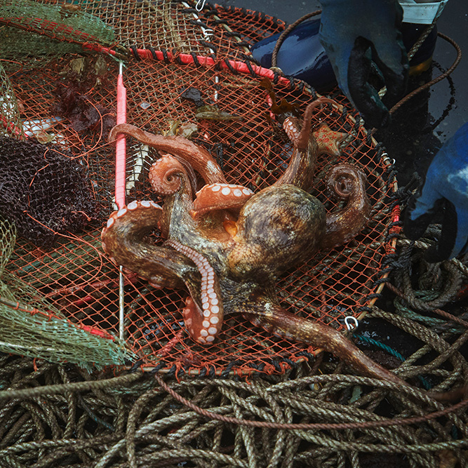 関門海峡でのタコ漁で、熟練の技に触れる。 | ONESTORY