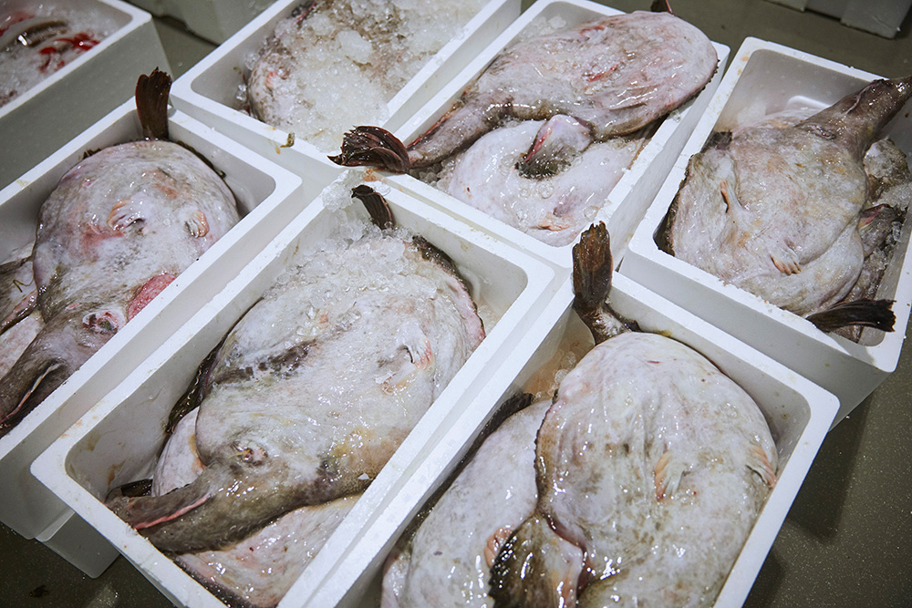 山口県下関のあんこうを使った 注目の商品とは Onestory