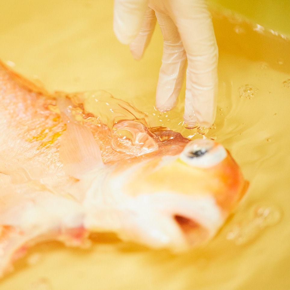 山口県の下関で水揚げされた 新鮮な甘鯛で作られる人気の加工品 Onestory