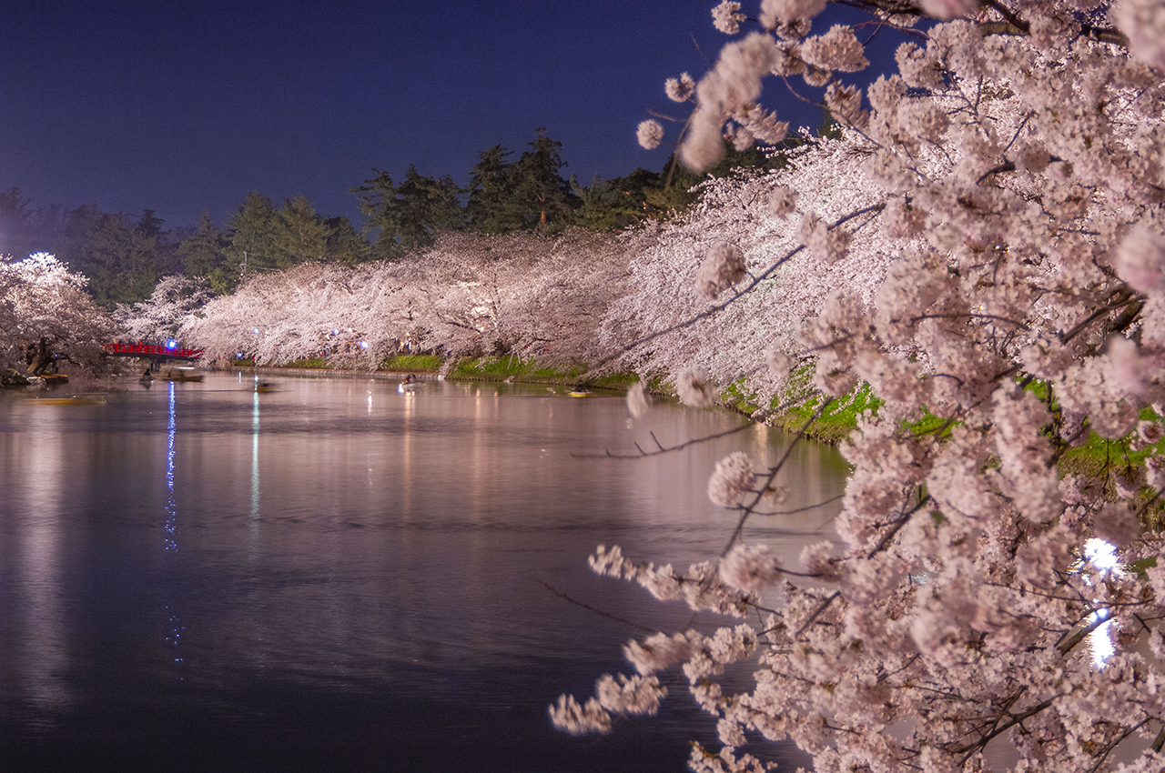 青森県の弘前公園に咲き誇る桜を守る人々の姿に密着 Onestory