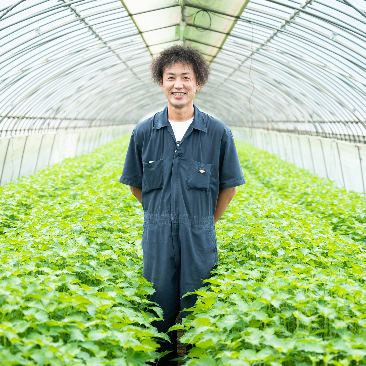 茨城県行方市で採れる大葉の魅力を 生産者から学ぶ Onestory