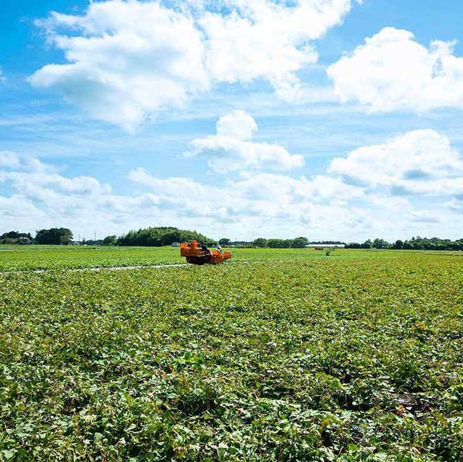 茨城県行方市で生産されるサツマイモ 紅優甘 の魅力を 生産者から学ぶ Onestory