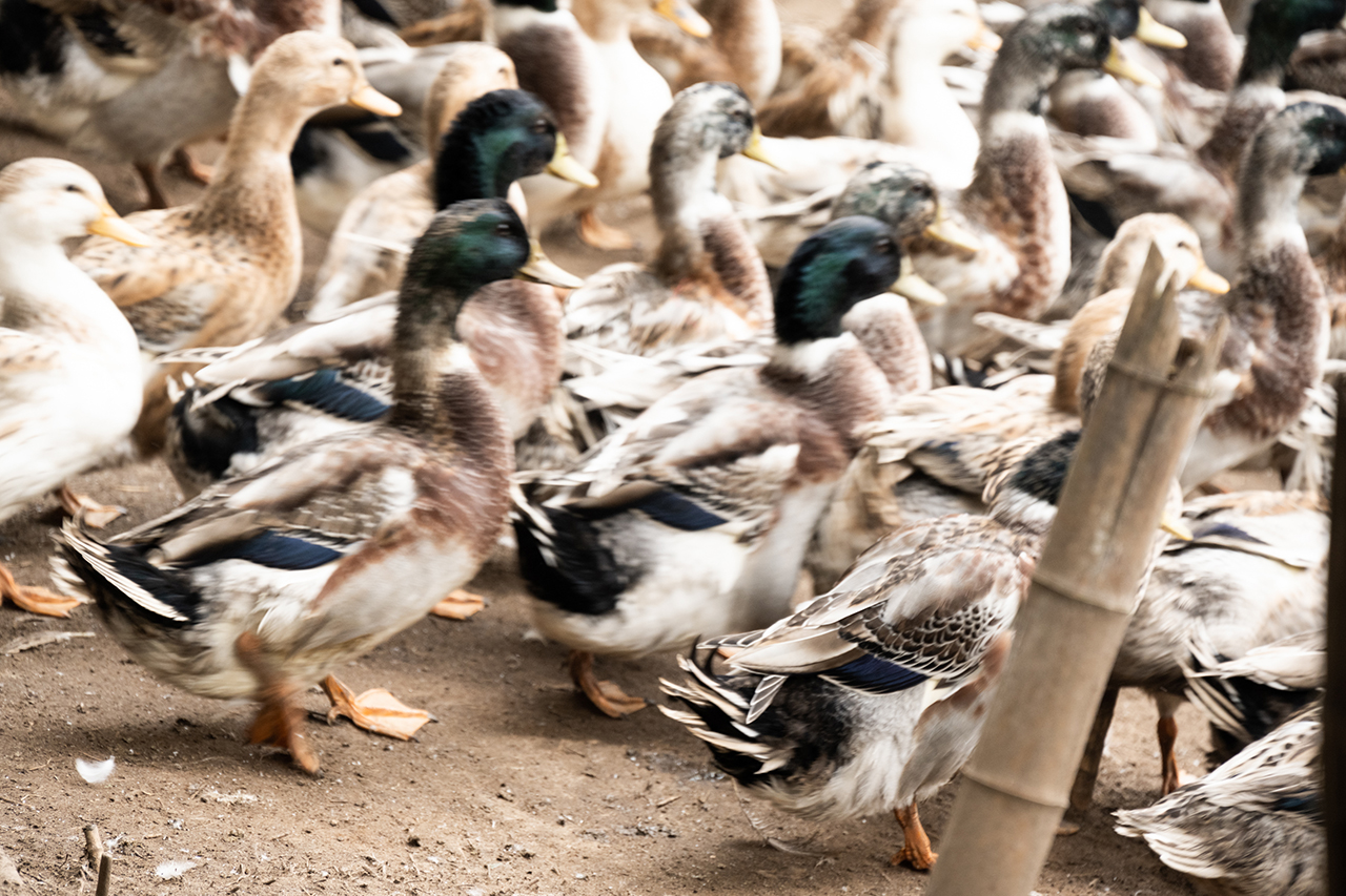 茨城県行方市で生産される 愛鴨米 の魅力を 生産者から学ぶ Onestory