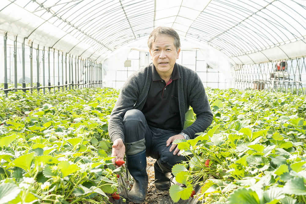 苦労を乗り越えたからこそ、今の仕事に誇りを持つ。行方市で育つイチゴ
