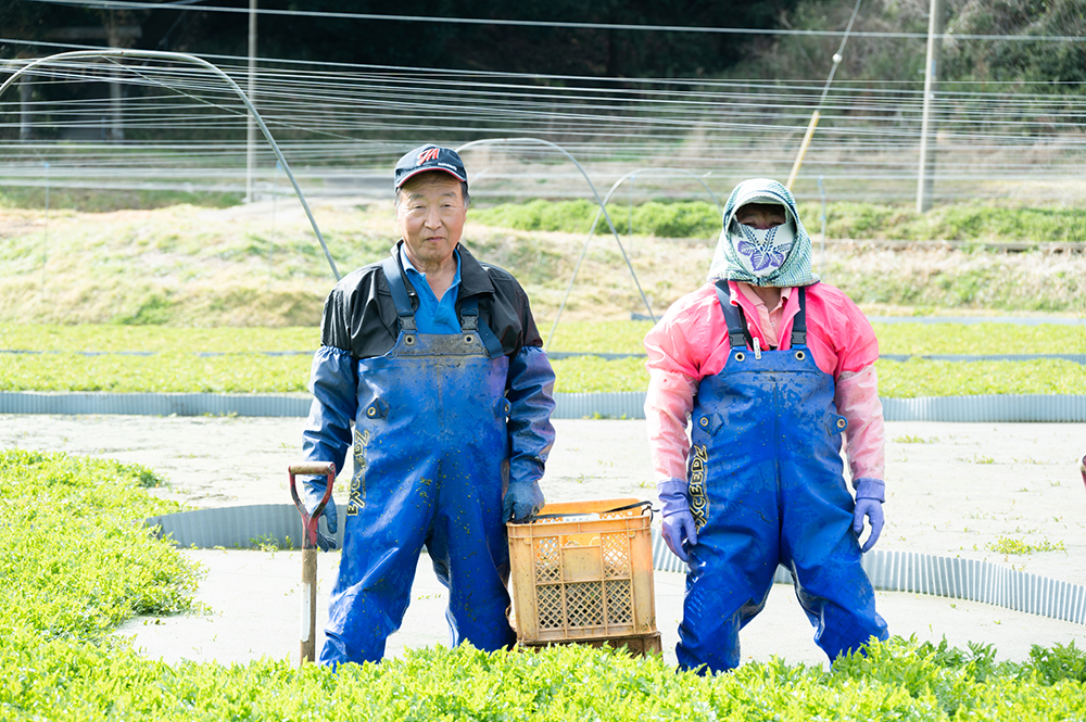 水 気候 生産者の熱意 いくつもの条件を兼ね備える日本有数のセリの産地 行方 Namegata Vegetable Kingdom セリ 茨城県行方市 Onestory