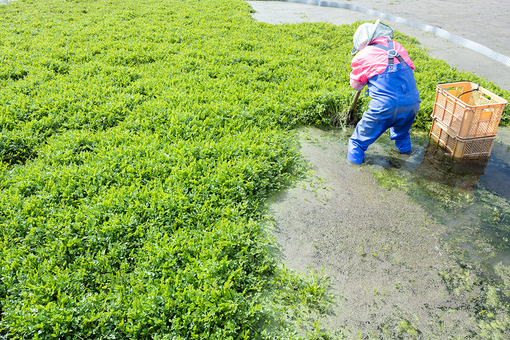 水 気候 生産者の熱意 いくつもの条件を兼ね備える日本有数のセリの産地 行方 Namegata Vegetable Kingdom セリ 茨城県行方市 Onestory