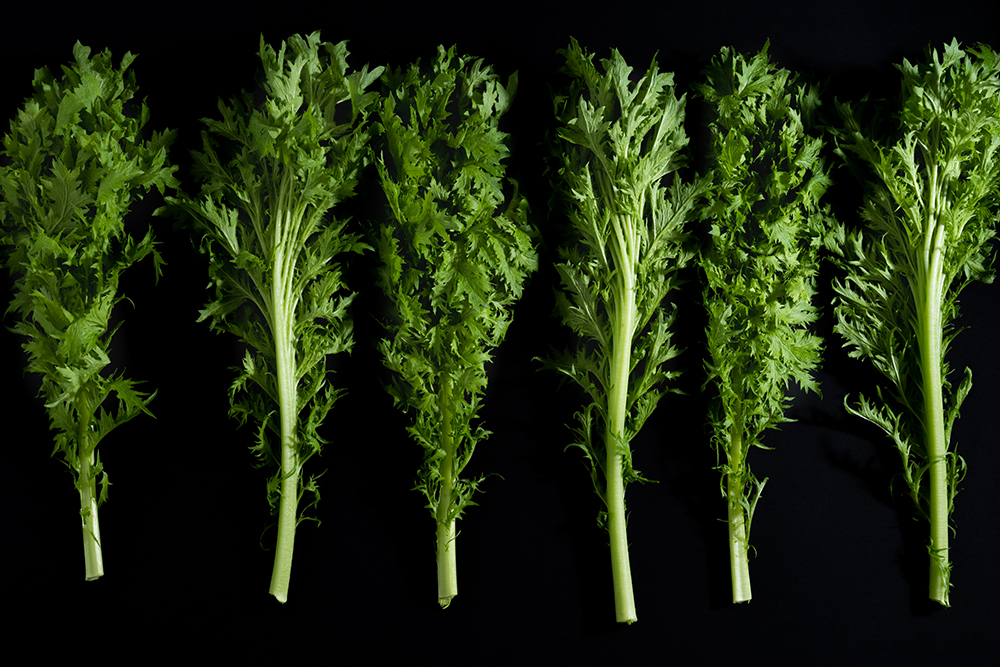 主役ではなく 脇役としての誇り 年中同じ品質で食卓に届く 行方市のわさび菜 Namegata Vegetable Kingdom わさび菜 茨城県行方市 Onestory