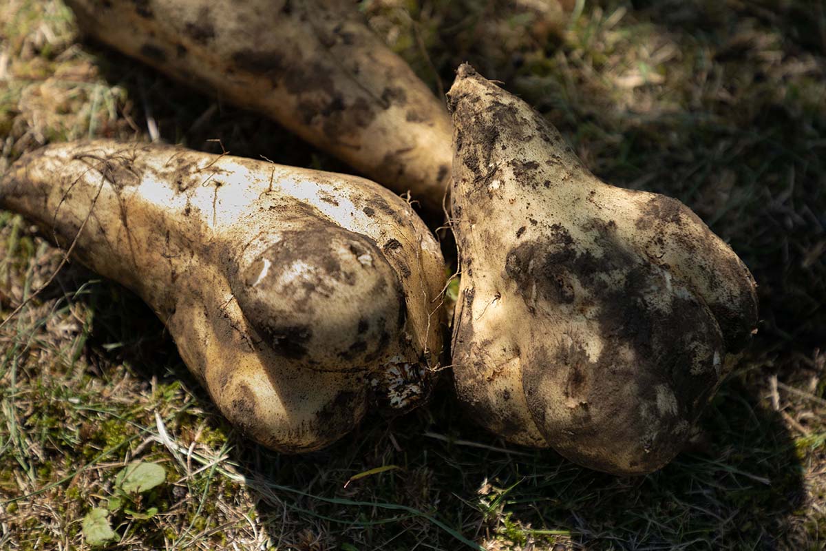 契約農家から仕入れた良質のさつま芋「コガネセンガン」。見た目が白いのが特徴。