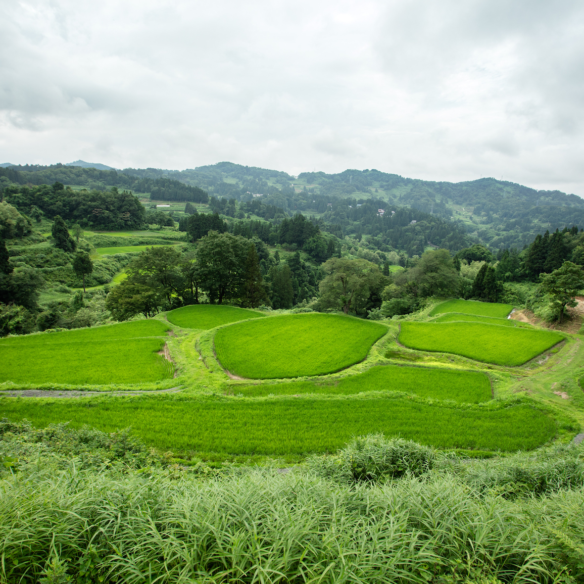 自然の風景に溶け込み暮らしとともに育まれた越後松代棚田群は 里山の宝 光の館 新潟県十日町市 Onestory