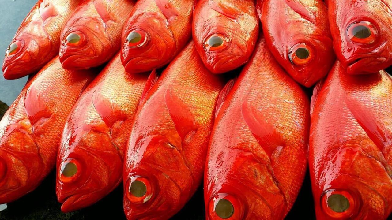 駿河湾の魚のポテンシャルを信じ 驚きのテクニックで魚の旨みを引き出す サスエ前田魚店 前田尚毅氏 Dining Out Special Showcase 東京都渋谷区 Onestory