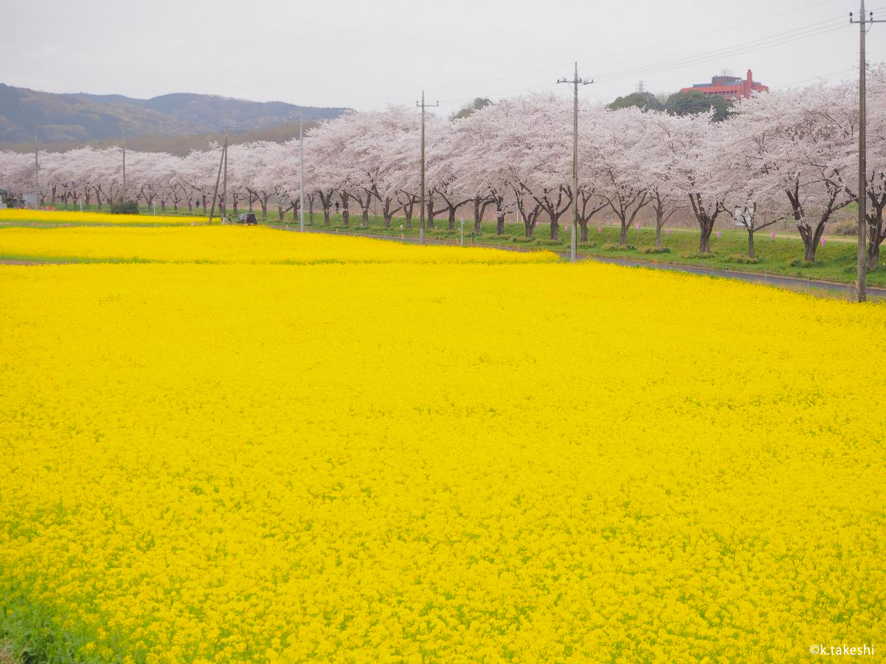 夜桜と花火 嵐山さくらまつり花火大会 埼玉県嵐山町 Onestory