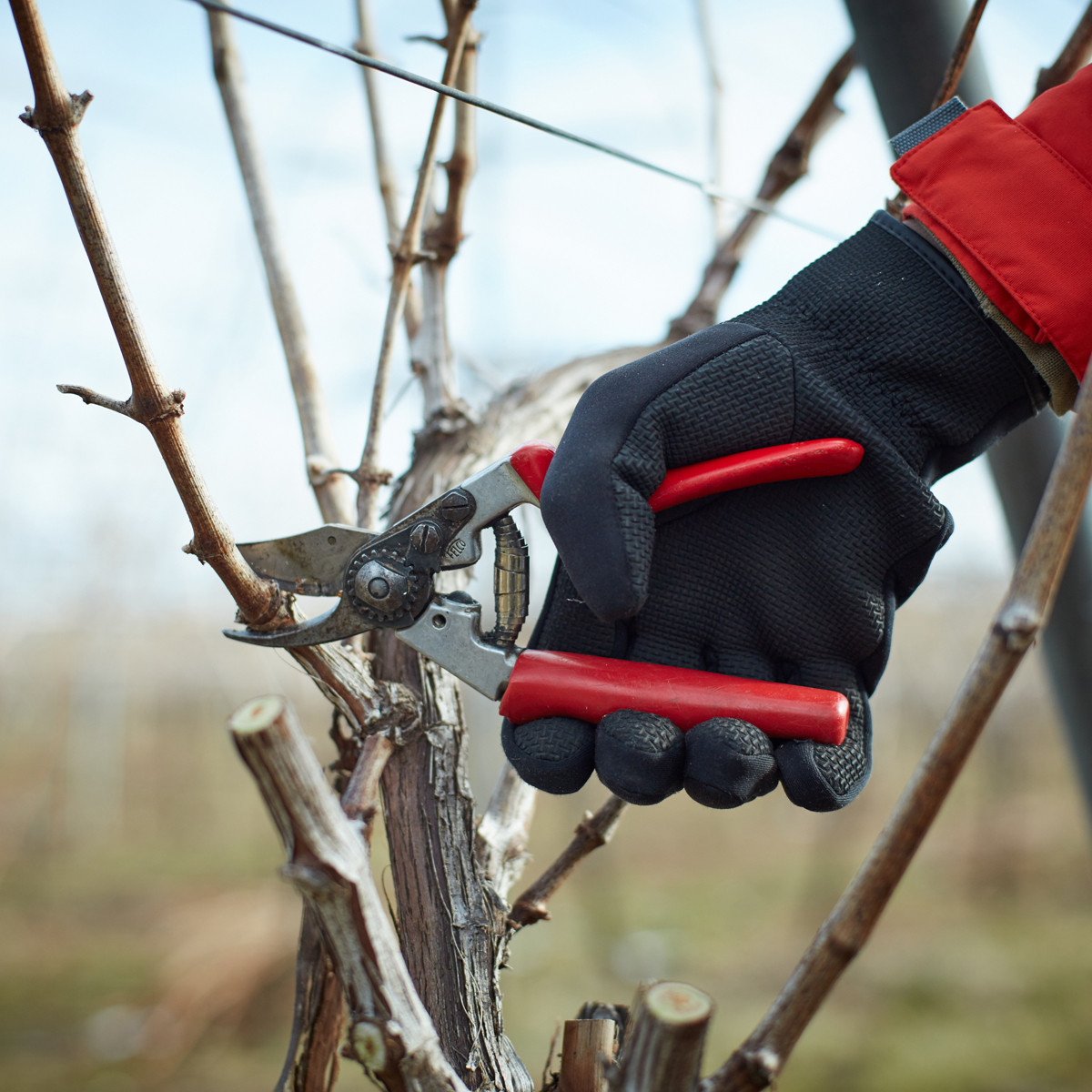 ワイン造りの一年のスタートは 剪定作業から始まる Domaine Tetta 岡山県新見市 Onestory
