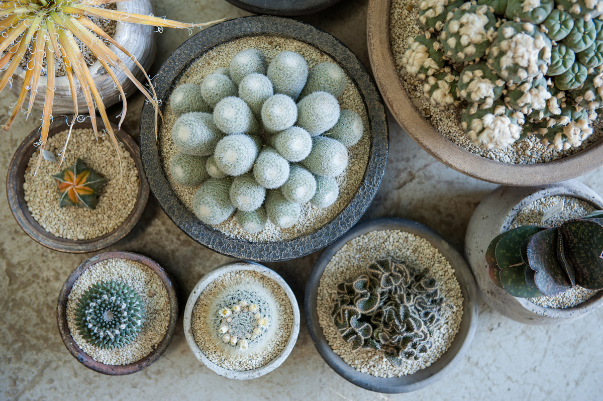 僕は何もしていない。ただ植物の力をそのまま伝えたい。［叢