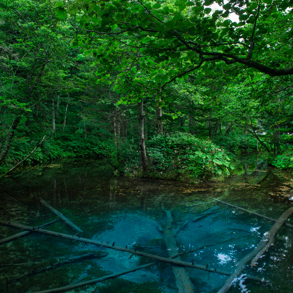 時が止まったかのような静寂に包まれた神秘の池。[神の子池／北海道 