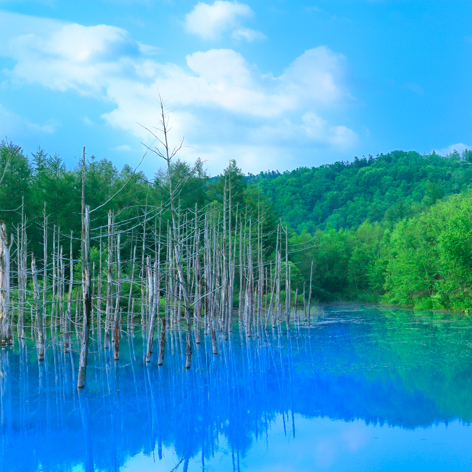 美しき北の聖地へ 偶然が生み出した奇跡のブルー 青い池 北海道美瑛町 Onestory
