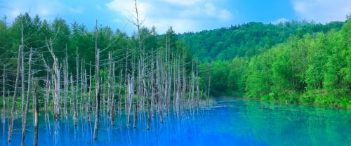 青い池（美瑛） 北海道美瑛町の青い池は自然が生んだ奇跡の芸術。北海道有数の人気観光